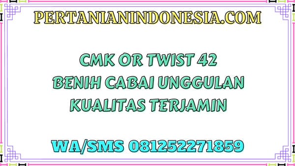 CMK OR Twist 42 Benih Cabai Unggulan Kualitas Terjamin